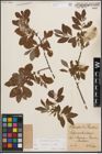 Foto von Salix cinerea L.